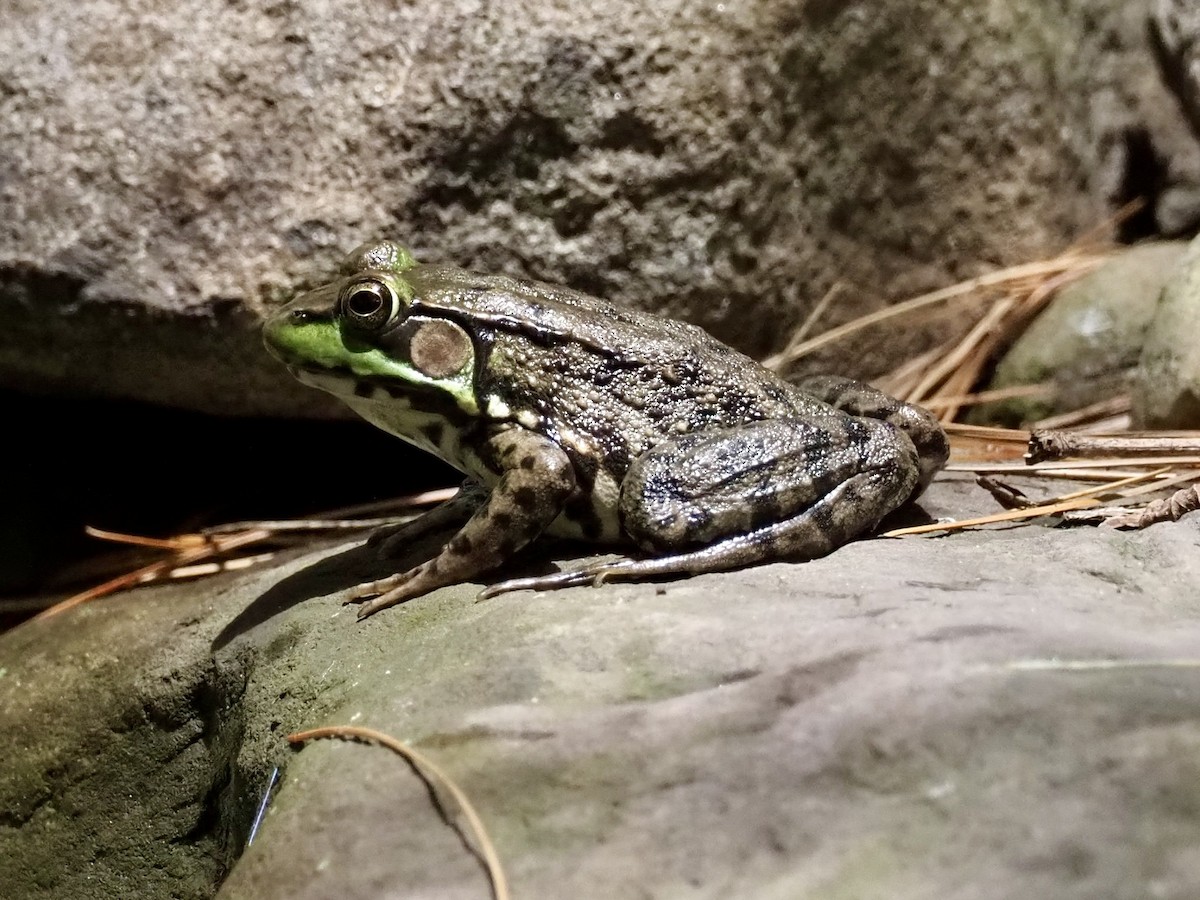 Green Frog - ML637707758