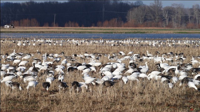 Snow Goose - ML637707762