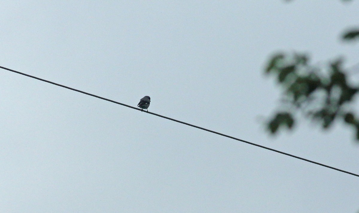 Lesser Gray Shrike - ML637707799