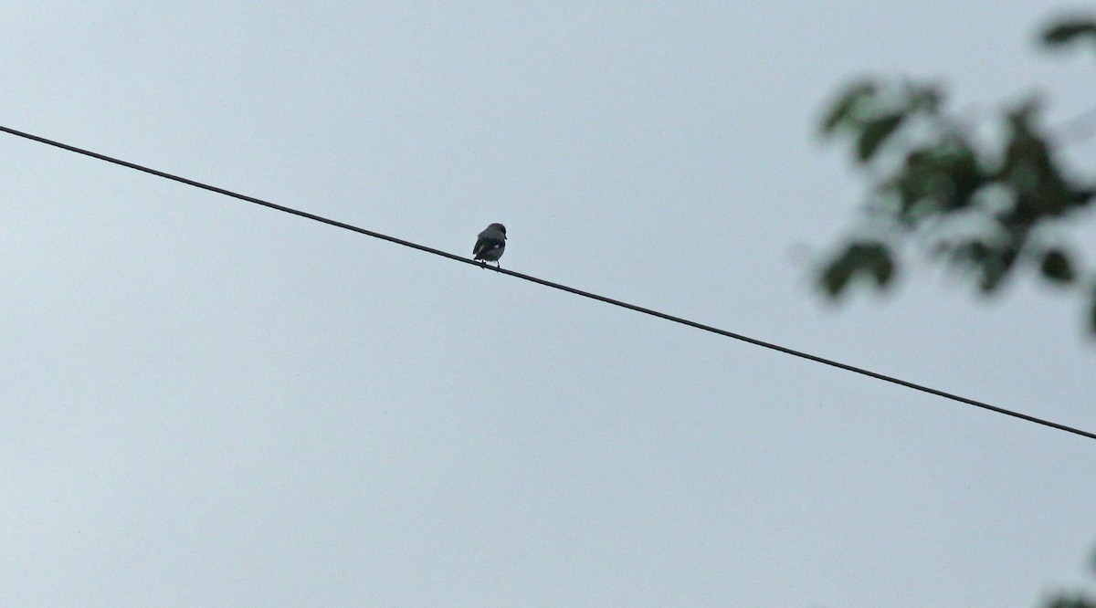 Lesser Gray Shrike - ML637707800