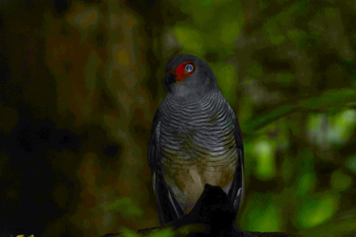 Lined Forest-Falcon - ML637707816