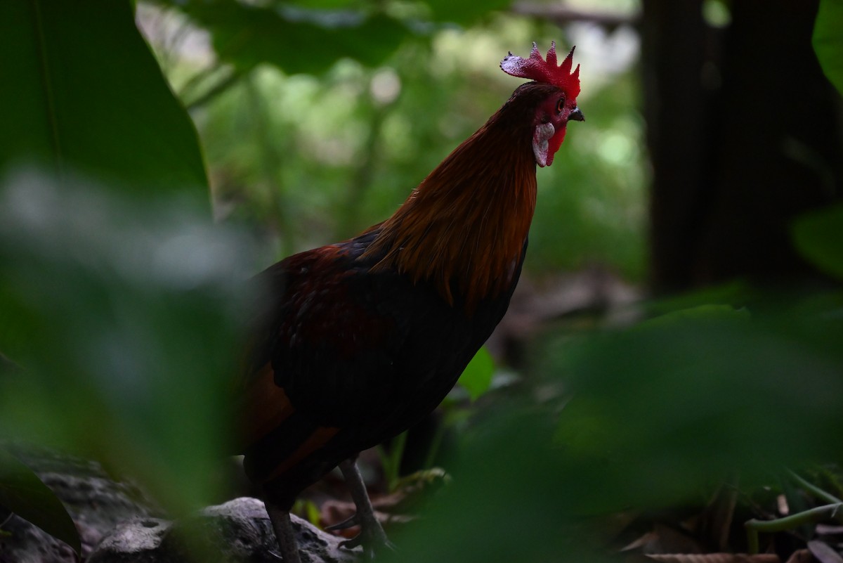 Red Junglefowl - ML637707817