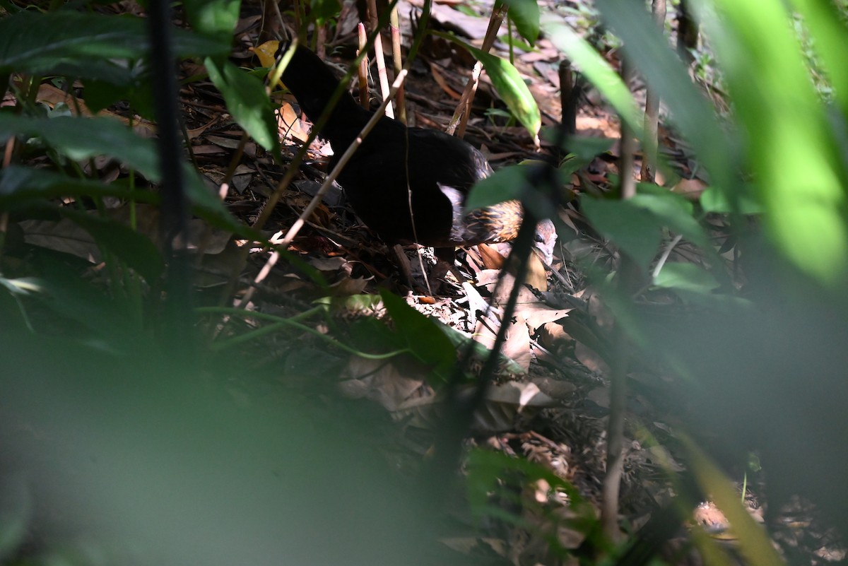 Red Junglefowl - ML637707818