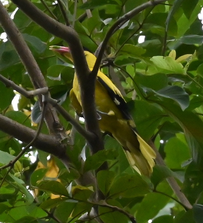Black-naped Oriole - ML637707820