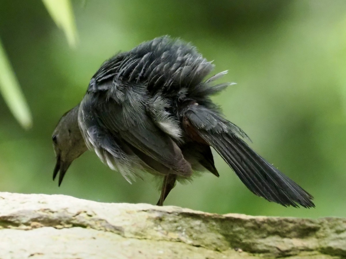Katzenspottdrossel - ML637707821