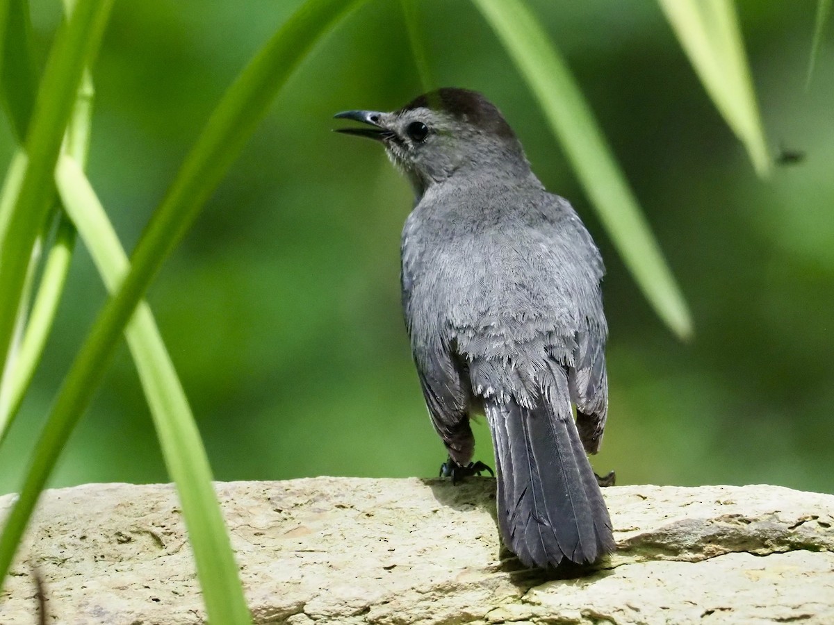 Katzenspottdrossel - ML637707822