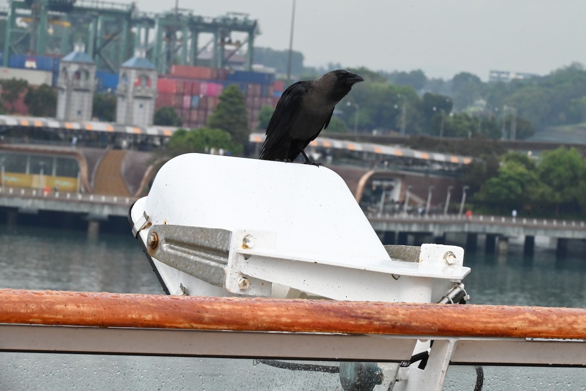 House Crow - ML637707831