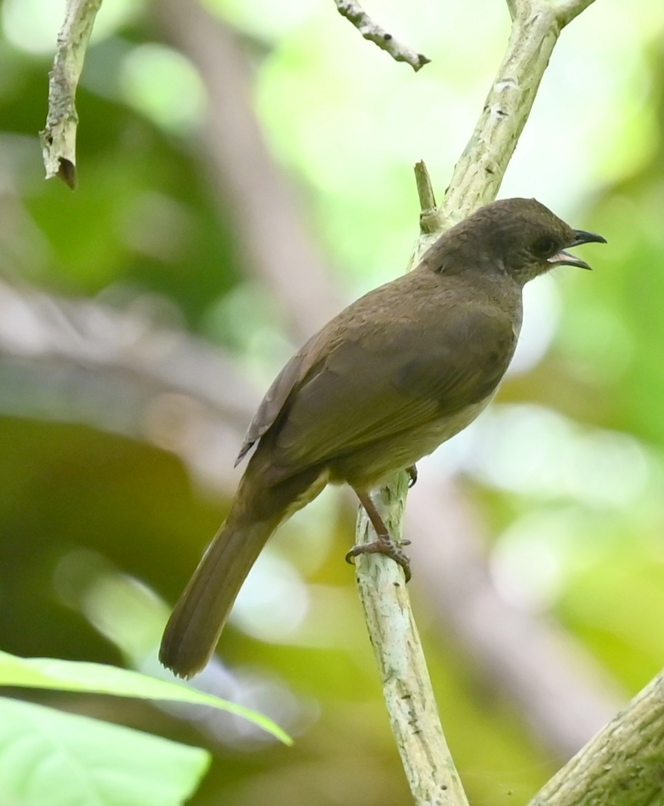 Olive-winged Bulbul - ML637707834