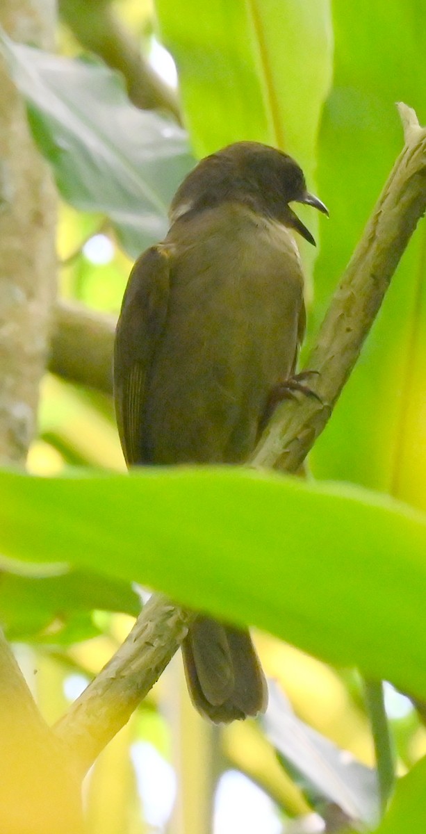Olive-winged Bulbul - ML637707836