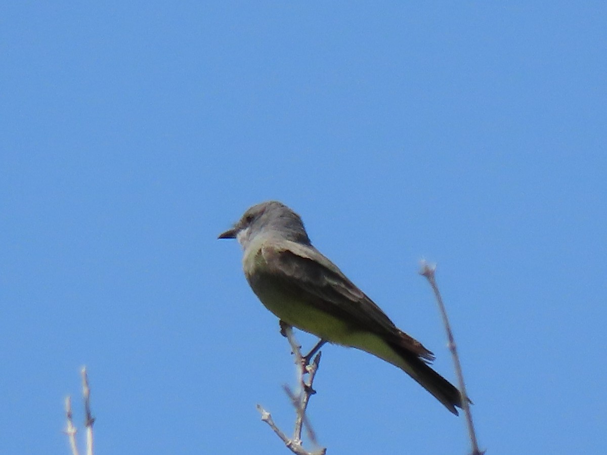 Cassin's Kingbird - ML637707854