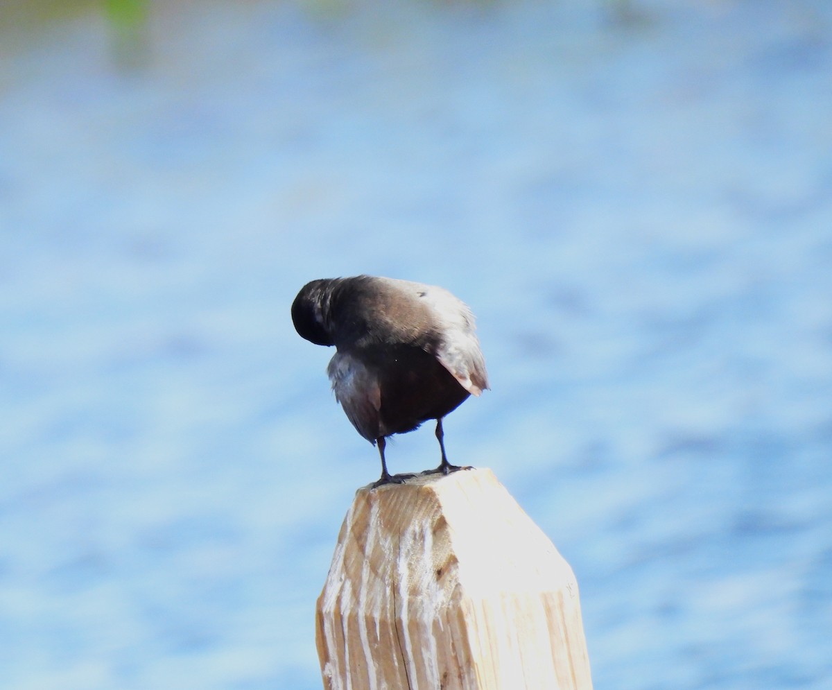 Black Tern - ML637707875