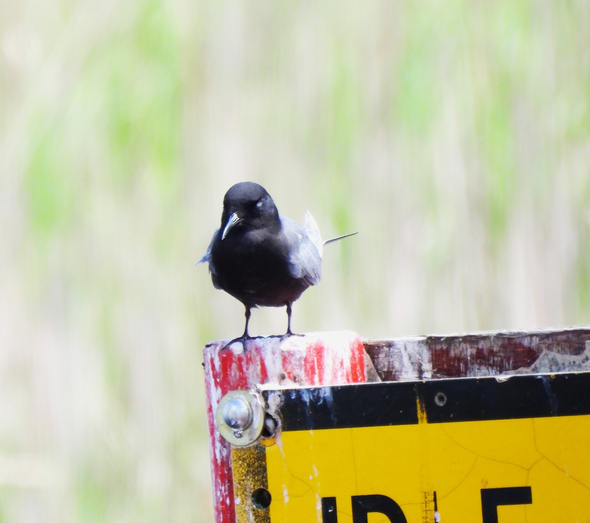 Black Tern - ML637707877