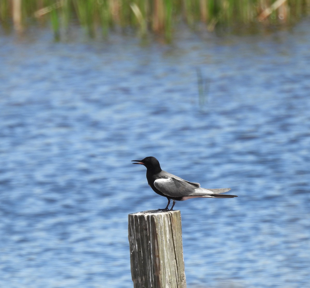 Black Tern - ML637707878