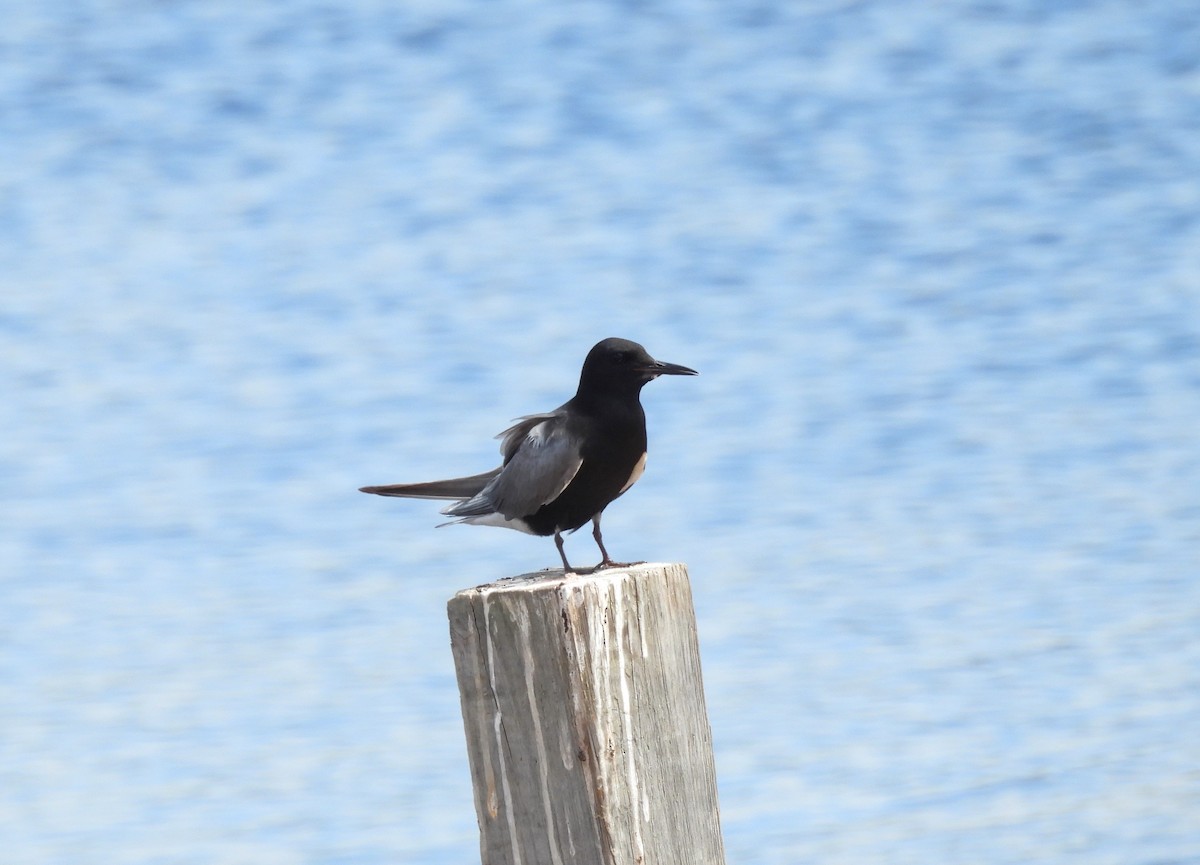 Black Tern - ML637707879