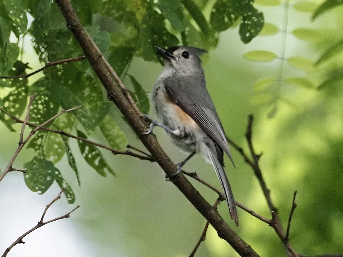 Tufted Titmouse - ML637707881
