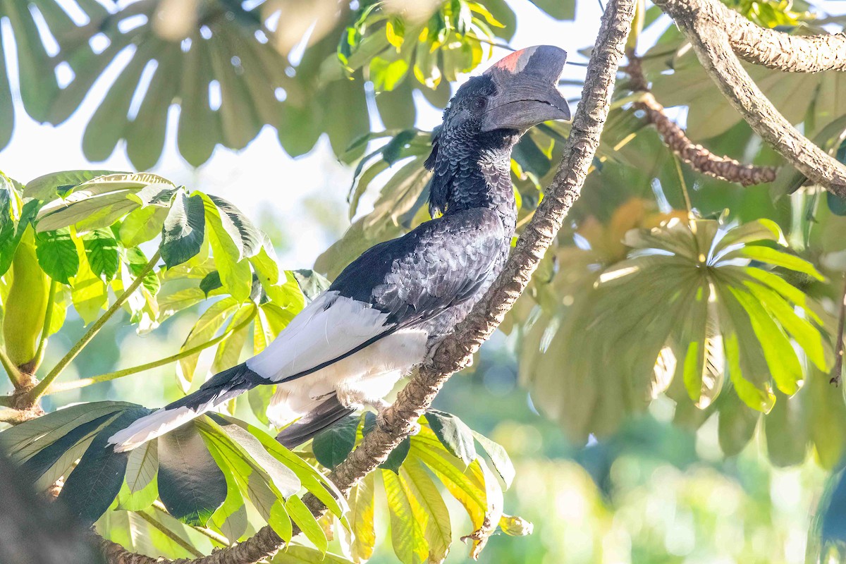 Grauwangen-Hornvogel - ML637707887