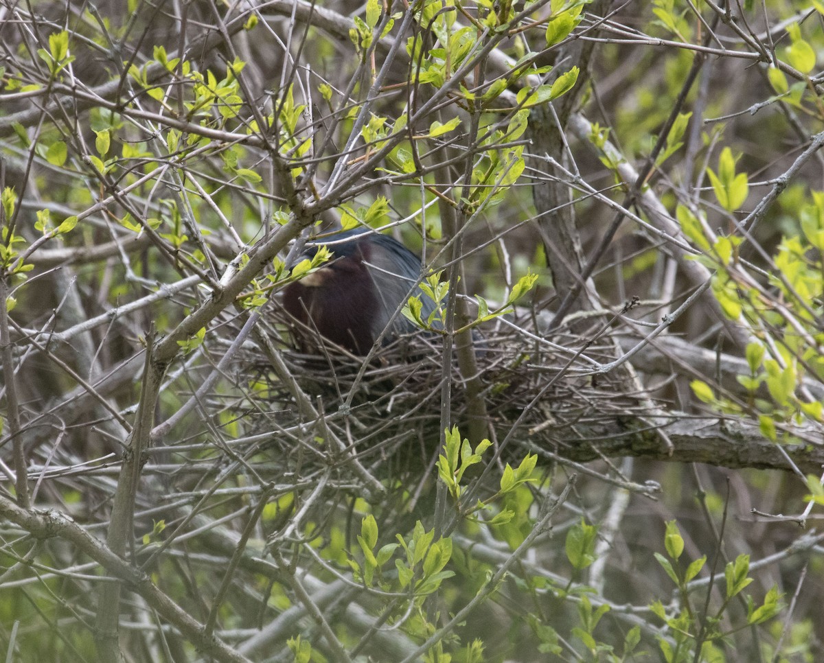 アメリカササゴイ - ML637707890