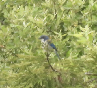 California Scrub-Jay - ML637707967