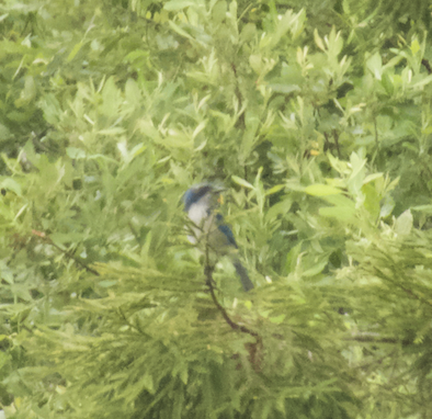 California Scrub-Jay - ML637707968