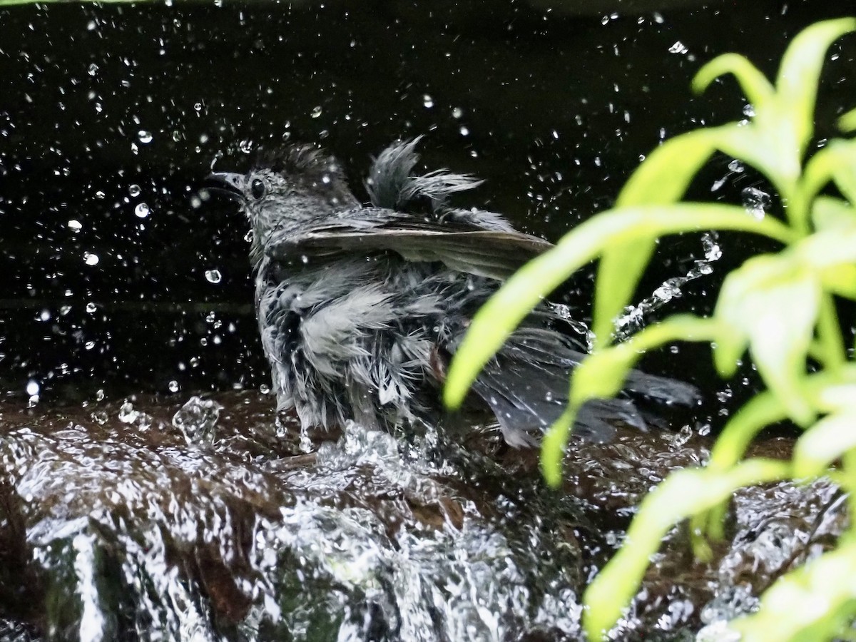 Katzenspottdrossel - ML637707973