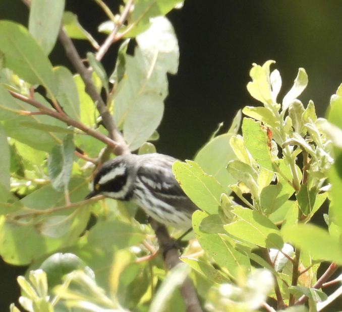 Black-throated Gray Warbler - ML637707977