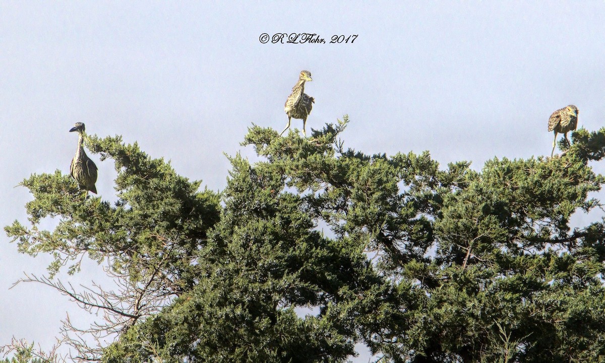 Black-crowned Night Heron - ML637707984
