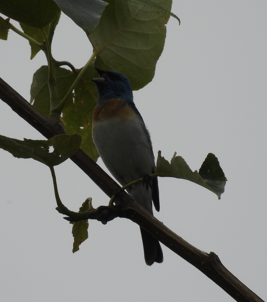 Lazuli Bunting - ML637707985