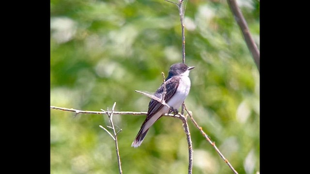 Eastern Kingbird - ML637708023
