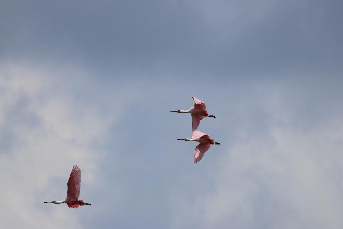 Roseate Spoonbill - ML637708046
