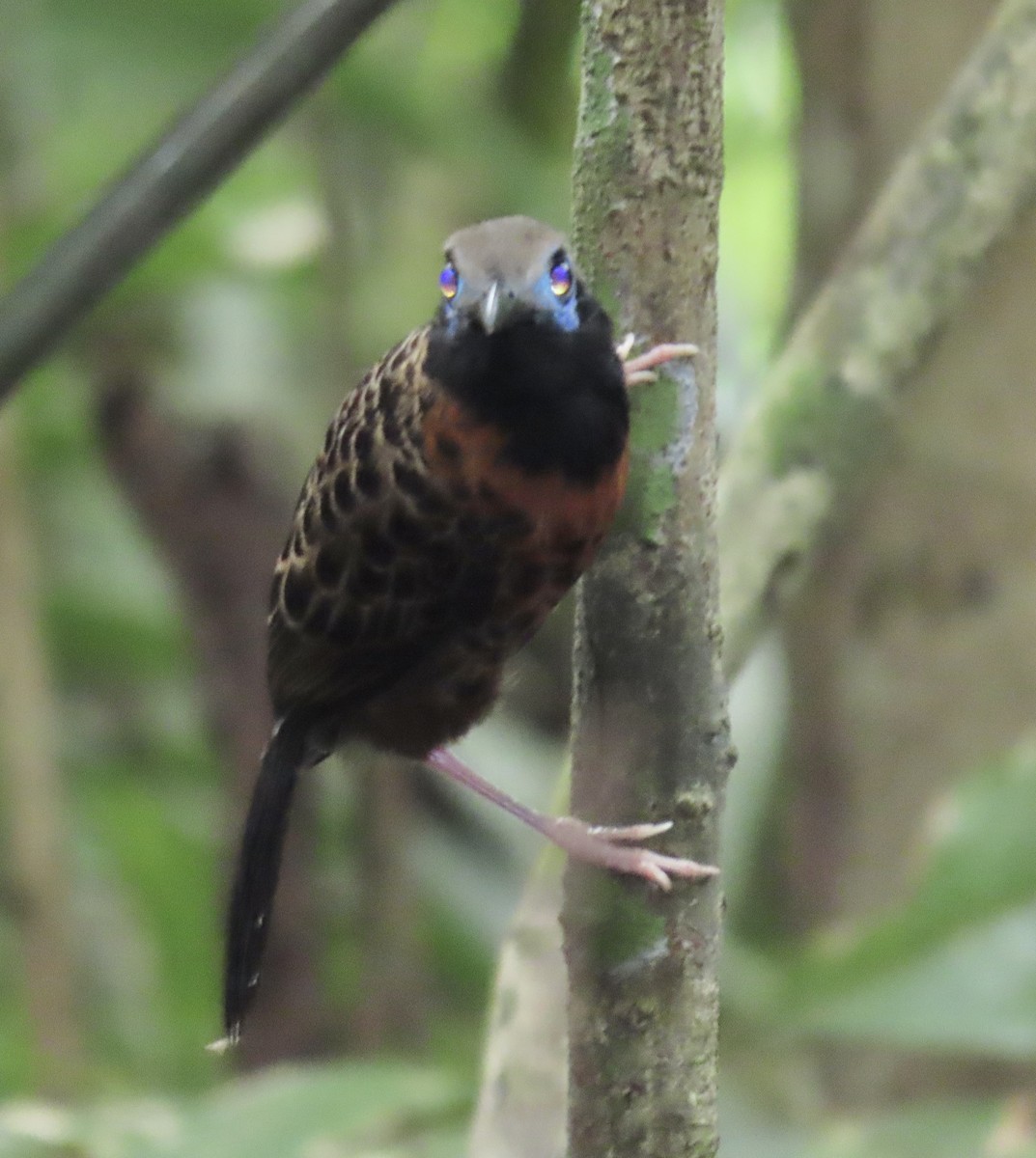 Ocellated Antbird - ML637708100