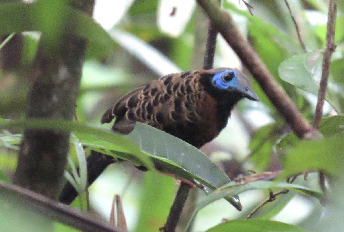 Ocellated Antbird - ML637708101