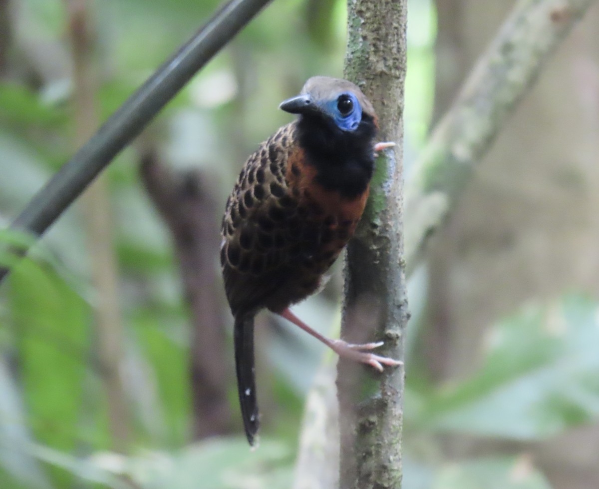 Ocellated Antbird - ML637708103