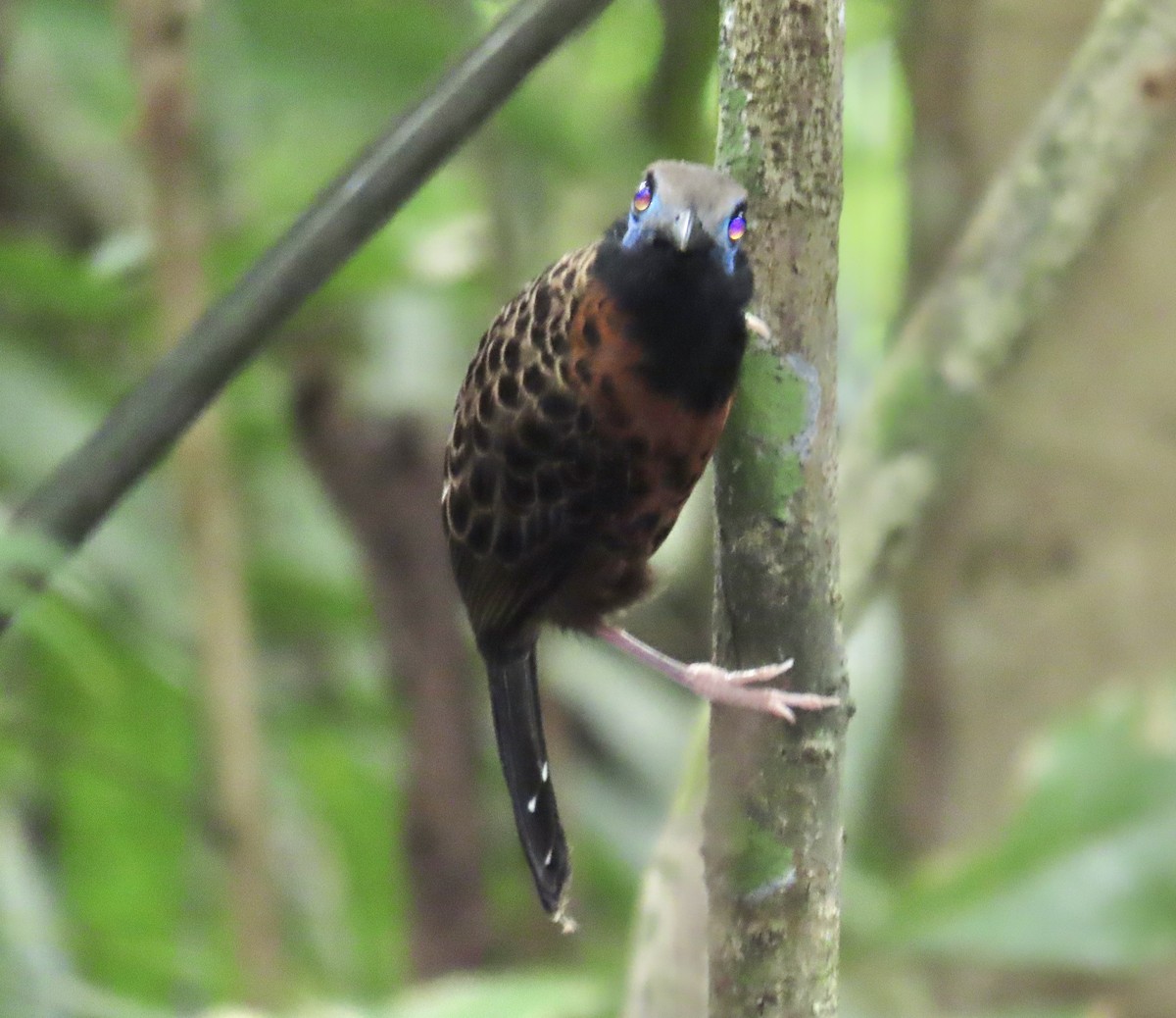 Ocellated Antbird - ML637708104