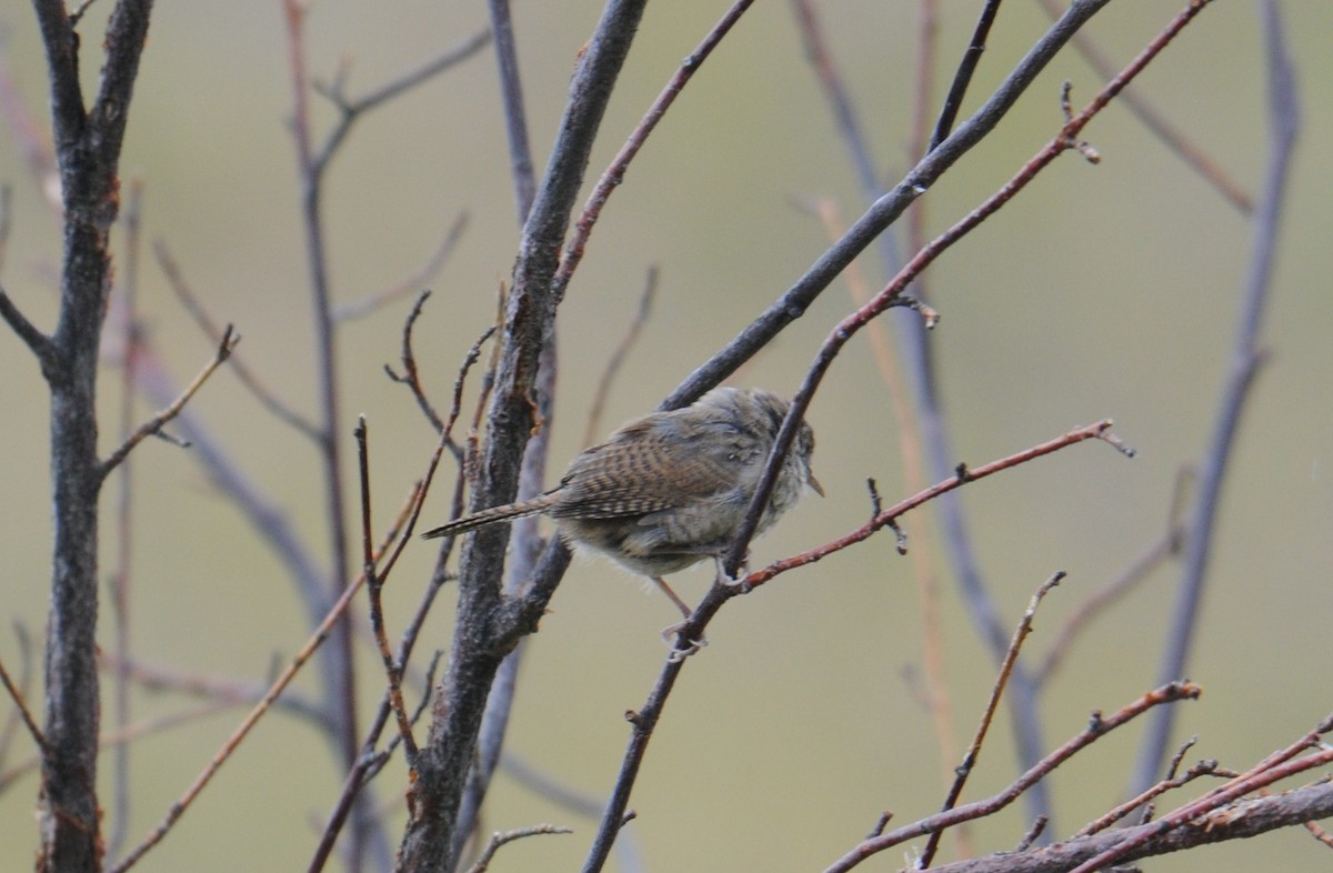 Northern House Wren - ML637708118