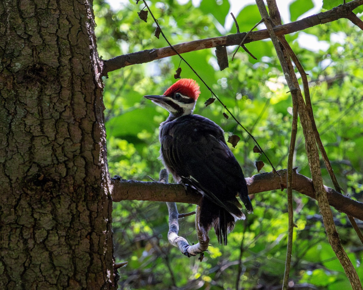 Pileated Woodpecker - ML637708157