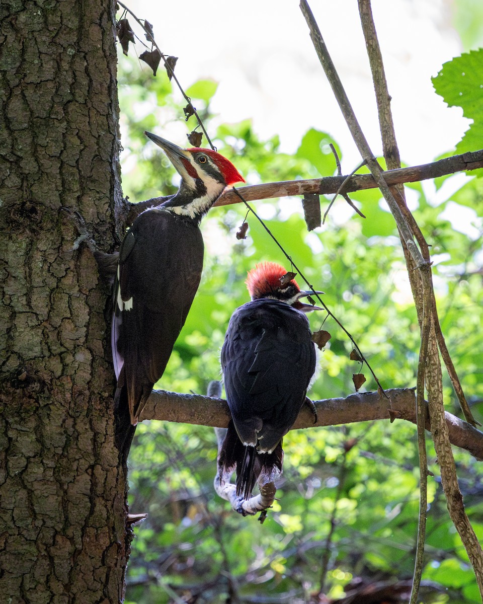 Pileated Woodpecker - ML637708158