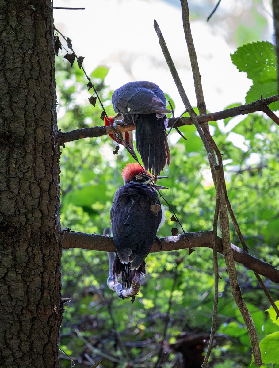 Pileated Woodpecker - ML637708159