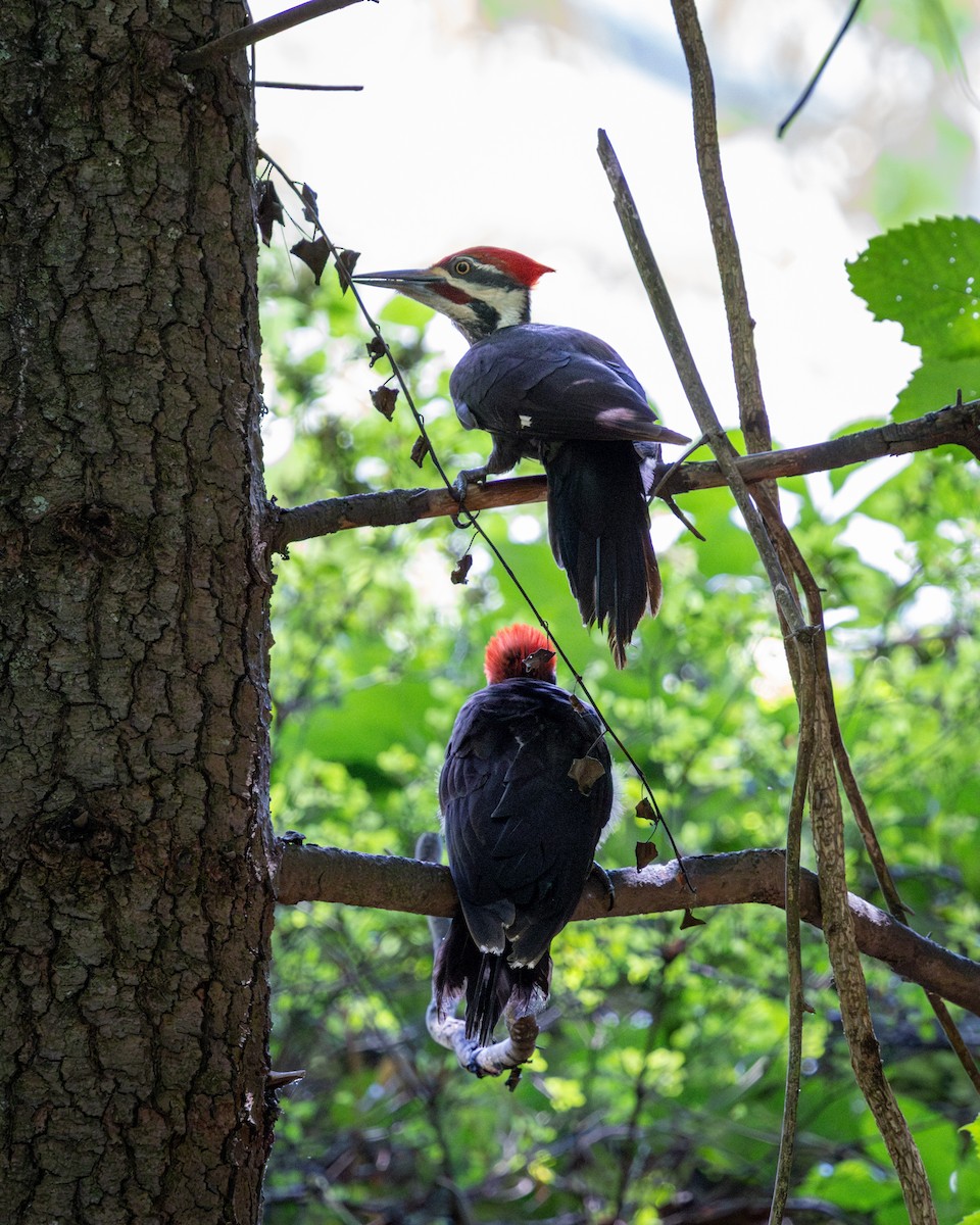 Pileated Woodpecker - ML637708160