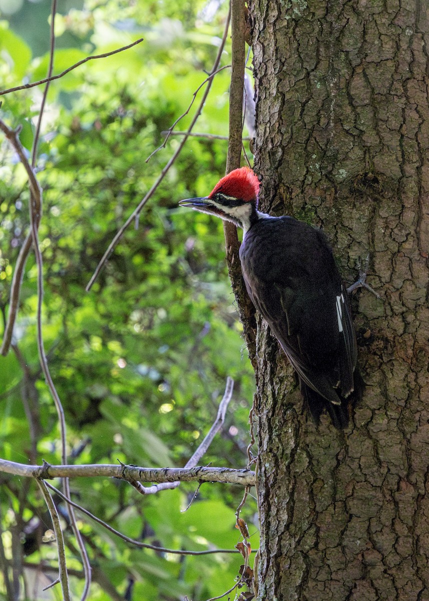 Pileated Woodpecker - ML637708161