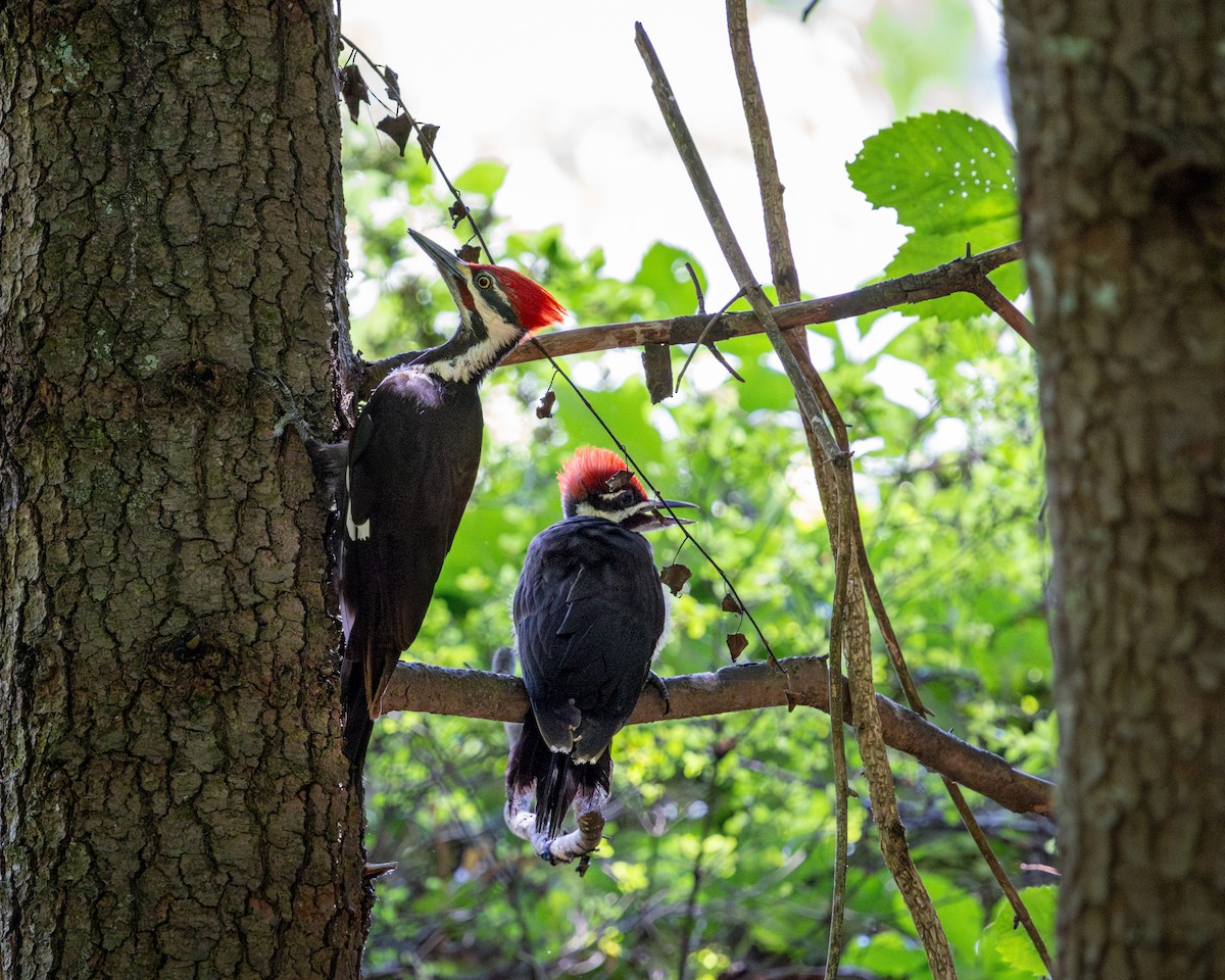 Pileated Woodpecker - ML637708162