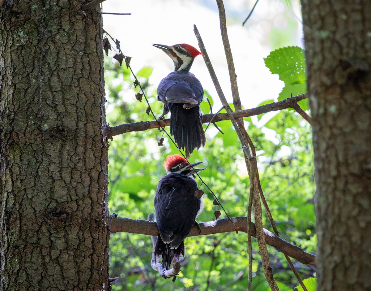 Pileated Woodpecker - ML637708163