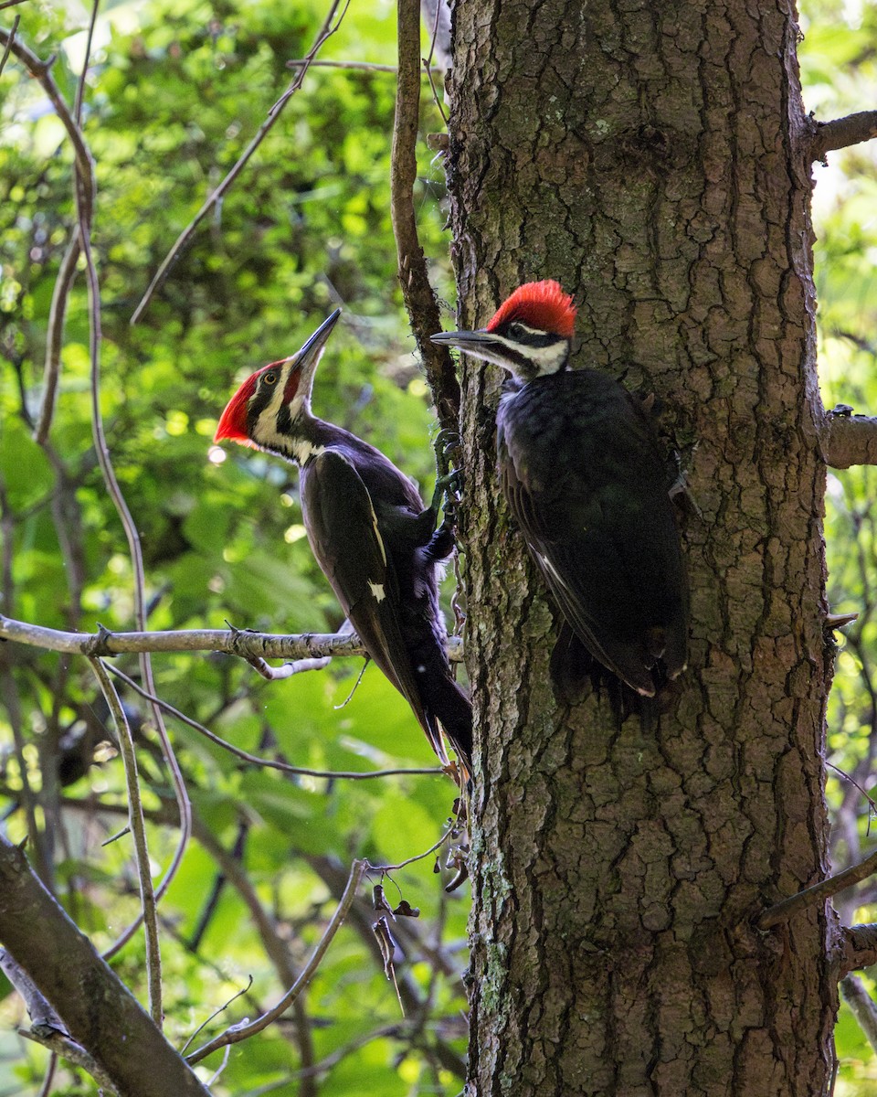 Pileated Woodpecker - ML637708164