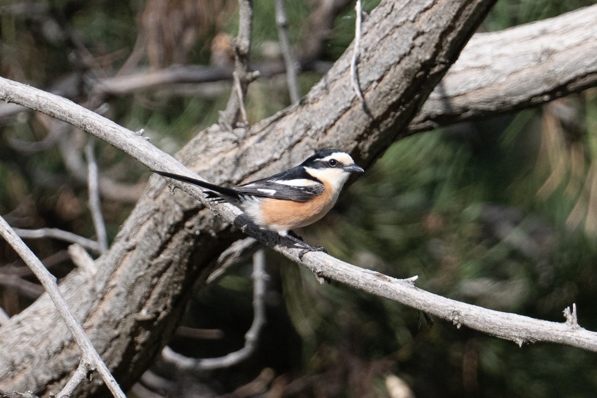 Masked Shrike - ML637708191