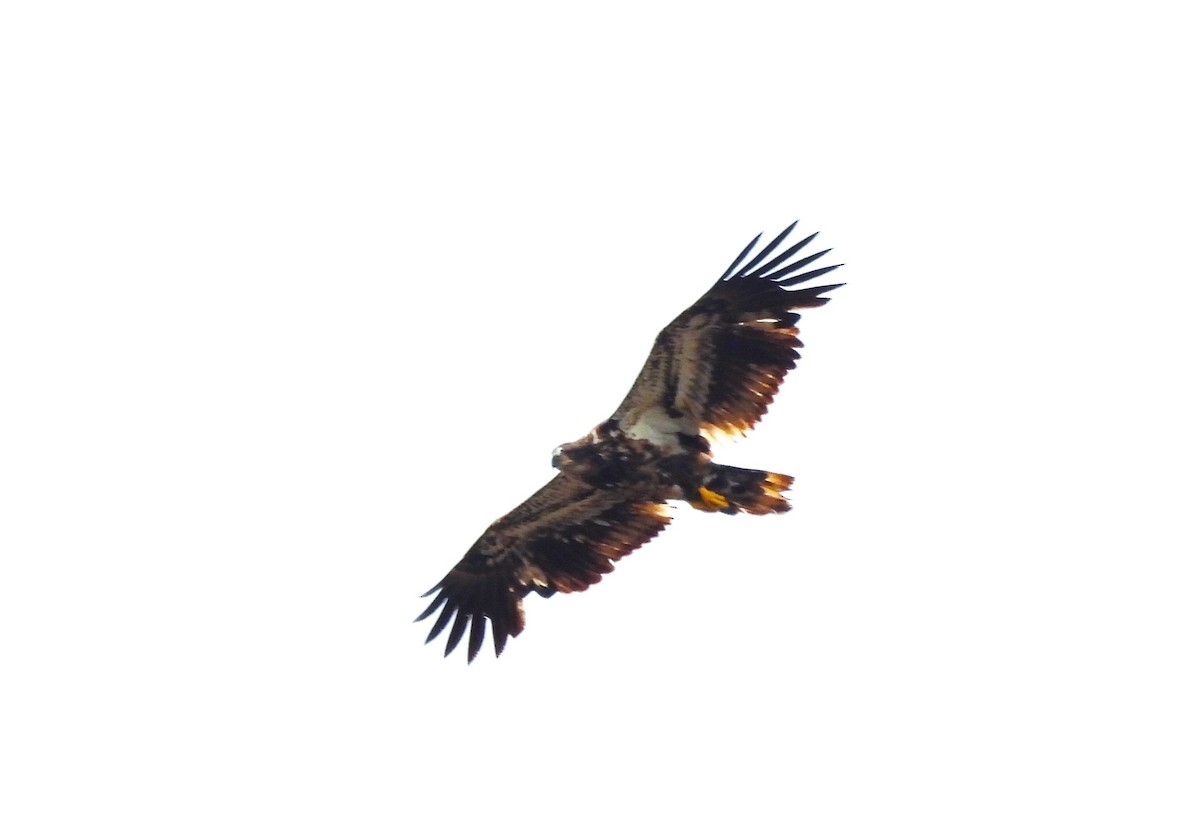 Bald Eagle - ML637708199