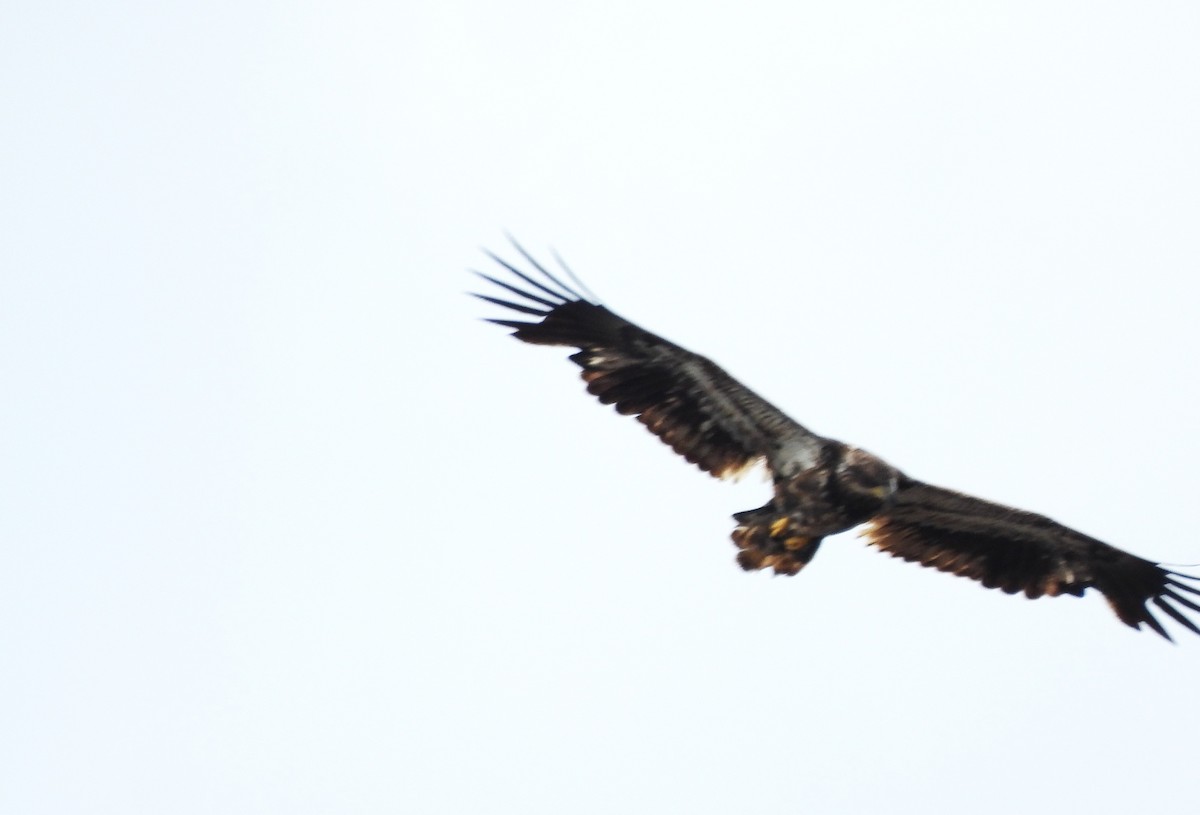 Bald Eagle - ML637708200