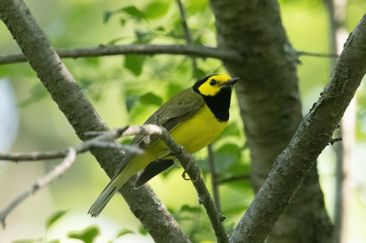 Hooded Warbler - ML637708217