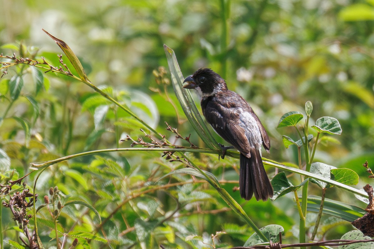 Wing-barred Seedeater - ML637708222