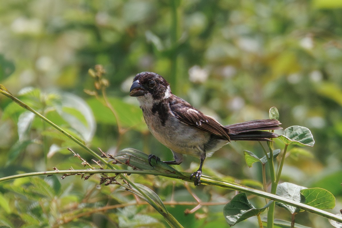 Wing-barred Seedeater - ML637708224