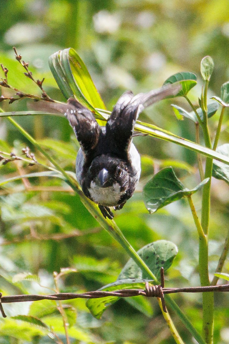 Wing-barred Seedeater - ML637708225