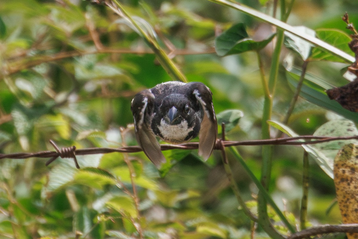 Wing-barred Seedeater - ML637708226